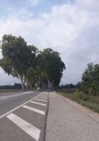 Un Prix « Allées d’arbres » de Sites & Monuments pour Aigues-Vives